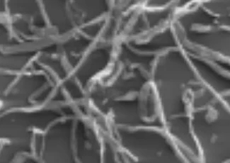 Why Cellulose Fibrils Is A Completely New Cellulose Product